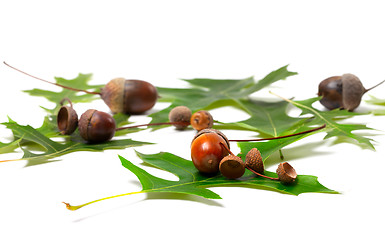 Image showing Acorns and green leafs of oak 