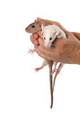 Image showing Fancy rats in hands