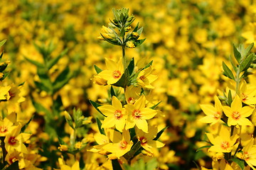 Image showing A Field Of Yellow flowers
