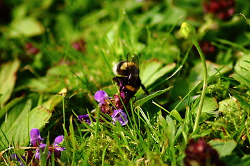Image showing a bee in the grass