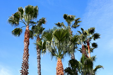 Image showing Palm Trees