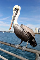 Image showing Pelican