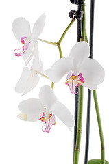 Image showing White and pink orchids