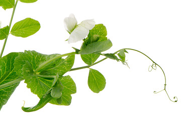 Image showing Branches and flower of green pea