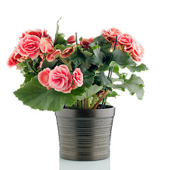 Image showing Pink begonia plant