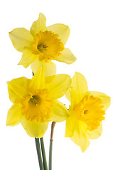 Image showing Jonquil flowers