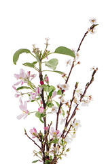 Image showing Closeup of Apple blossoms