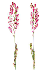 Image showing Lilies