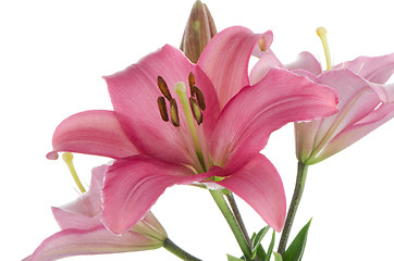 Image showing Pink lilies