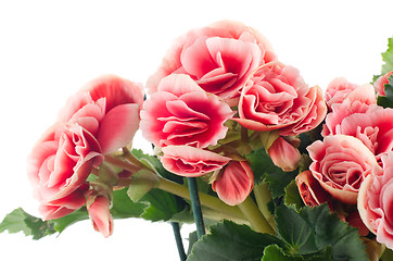 Image showing Pink begonia flowers