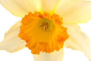 Image showing Jonquil flower