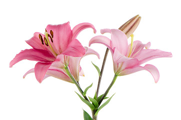 Image showing Pink lilies