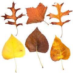 Image showing Six fall leaves