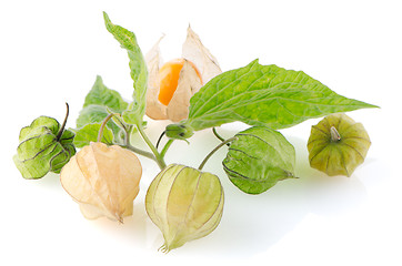 Image showing Physalis