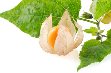 Image showing Physalis