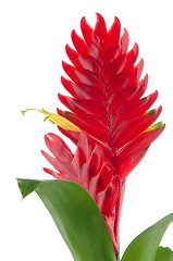 Image showing Bromelia Flower