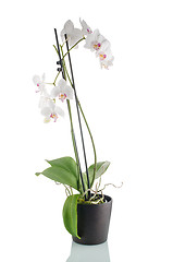 Image showing Beautiful white orchid in a flowerpot