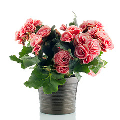 Image showing Pink begonia plant