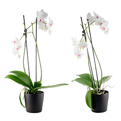 Image showing Beautiful white orchid in a flowerpot