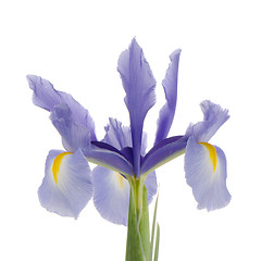 Image showing Purple lily flower