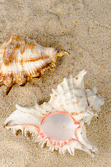 Image showing Conchs and shells 