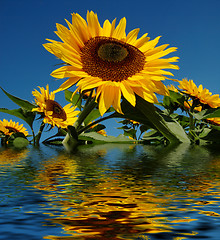 Image showing sunflower flooded