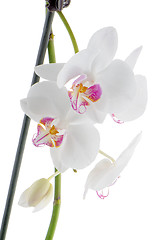 Image showing White and pink orchids