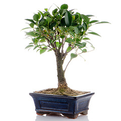 Image showing Chinese green bonsai tree