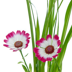 Image showing Beautiful pink flowers and green grass