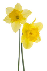 Image showing Jonquil flowers