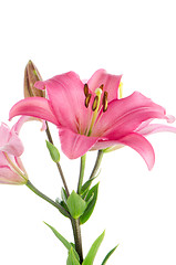 Image showing Pink lilies