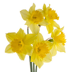 Image showing Jonquil flowers