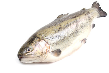 Image showing rainbow trout