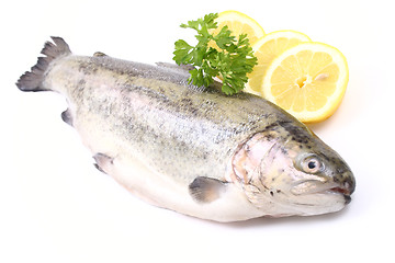 Image showing rainbow trout