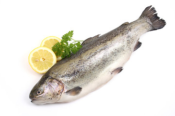 Image showing rainbow trout