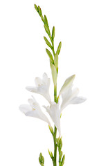 Image showing Lilies