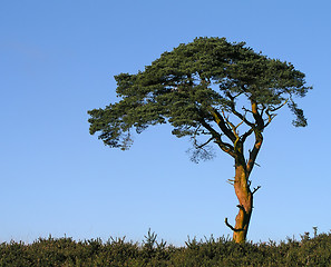 Image showing Tree