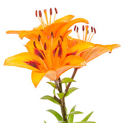 Image showing Orange lilies