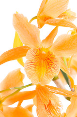 Image showing Closeup of orange dendrobium flowers