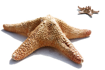 Image showing Starfish