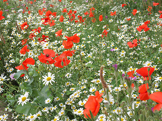 Image showing Papaver flower