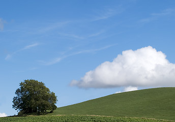 Image showing Hillside Tree