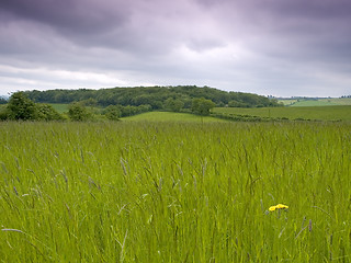 Image showing Grassy Meadow