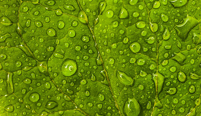 Image showing Floral or environmental pattern: green leaf with drops