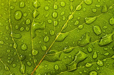 Image showing Leaf with water drops: floral or environmental pattern