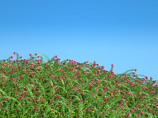 Image showing Cranberry thicket and blue sky