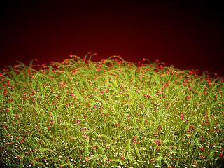 Image showing Cranberry thicket in the evening glow