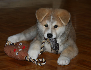 Image showing Akita inu