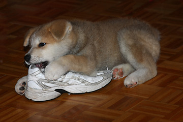 Image showing Akita Inu