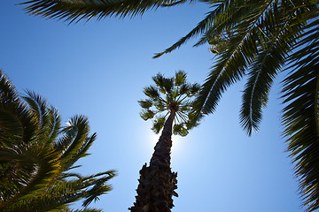 Image showing tropical trees